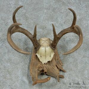 Whitetail Skull Cap & Antlers Taxidermy Mount #13253 For Sale @ The Taxidermy Store
