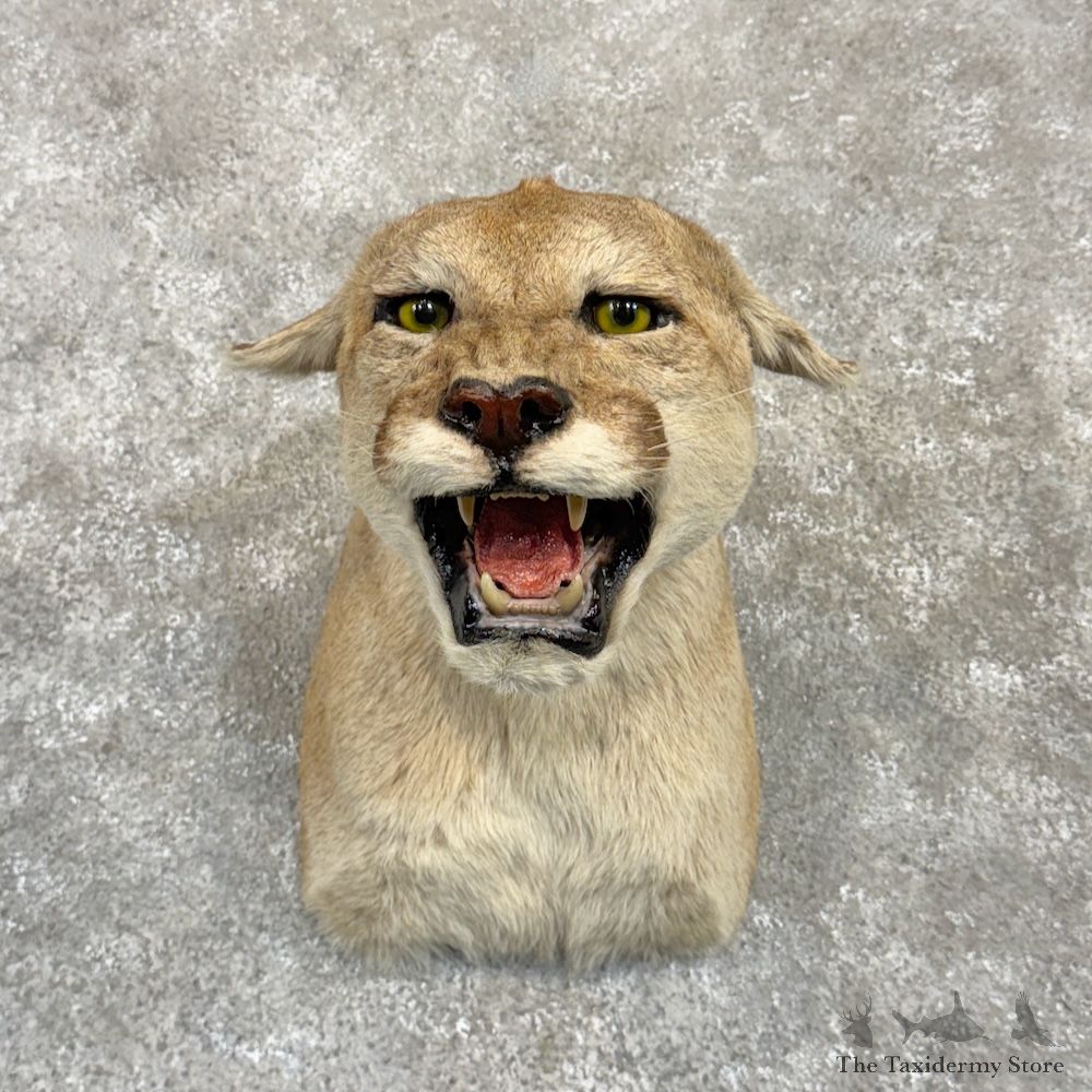Mountain Lion Cougar Shoulder Mount For Sale #30000 @ The Taxidermy Store