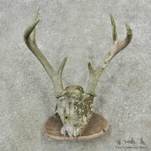 Whitetail Deer Skull & Antler Rustic Mount For Sale #16737 @ The Taxidermy Store