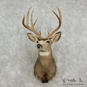 Mule Deer Shoulder Taxidermy Mount For Sale #17350 @ The Taxidermy Store