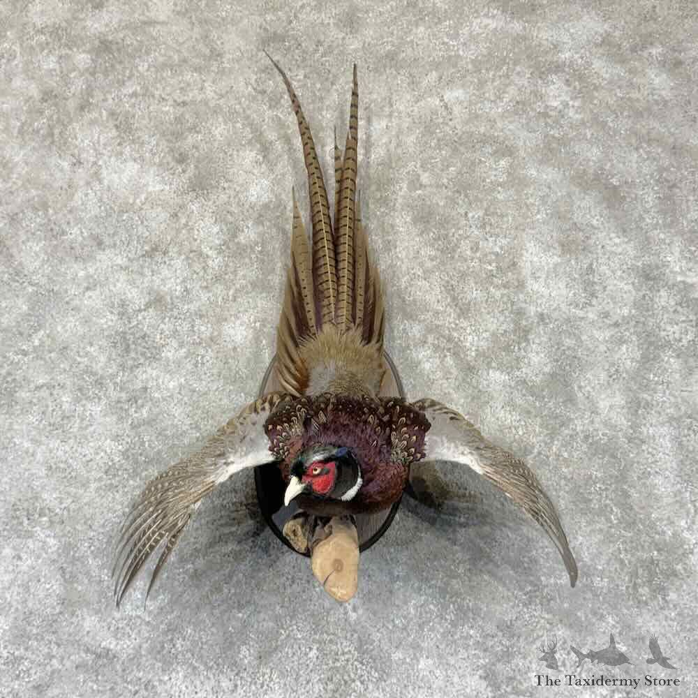 Ringneck Pheasant Bird Mount For Sale #32300 @ The Taxidermy Store