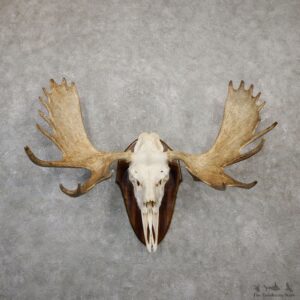 Eastern Canada Moose Antler Plaque For Sale #20019 @ The Taxidermy Store