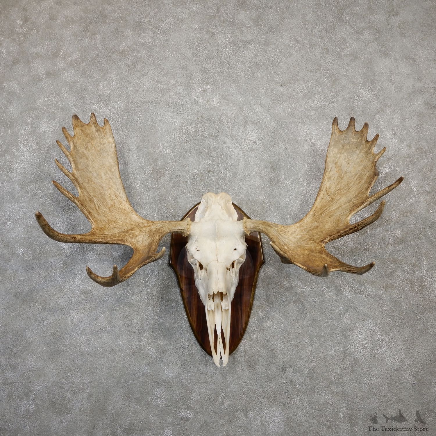 Eastern Canada Moose Antler Plaque For Sale #20019 @ The Taxidermy Store