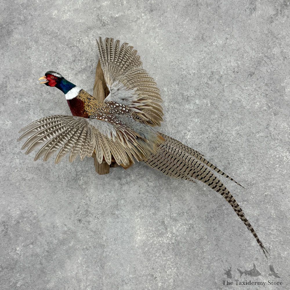 Ringneck Pheasant Bird Mount For Sale #32418 @ The Taxidermy Store