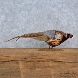 Ringneck Pheasant Life-Size Mount For Sale #15210 @ The Taxidermy Store