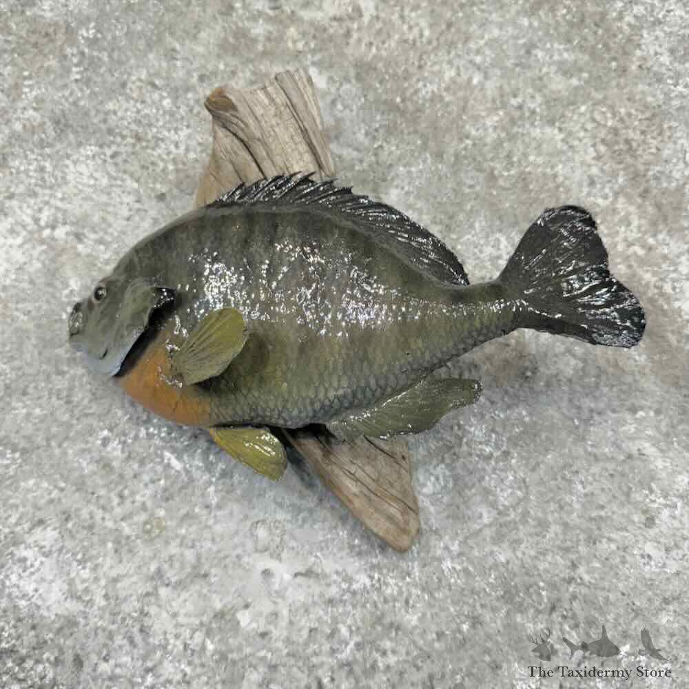Bluegill Fish Mount For Sale #32104 @ The Taxidermy Store