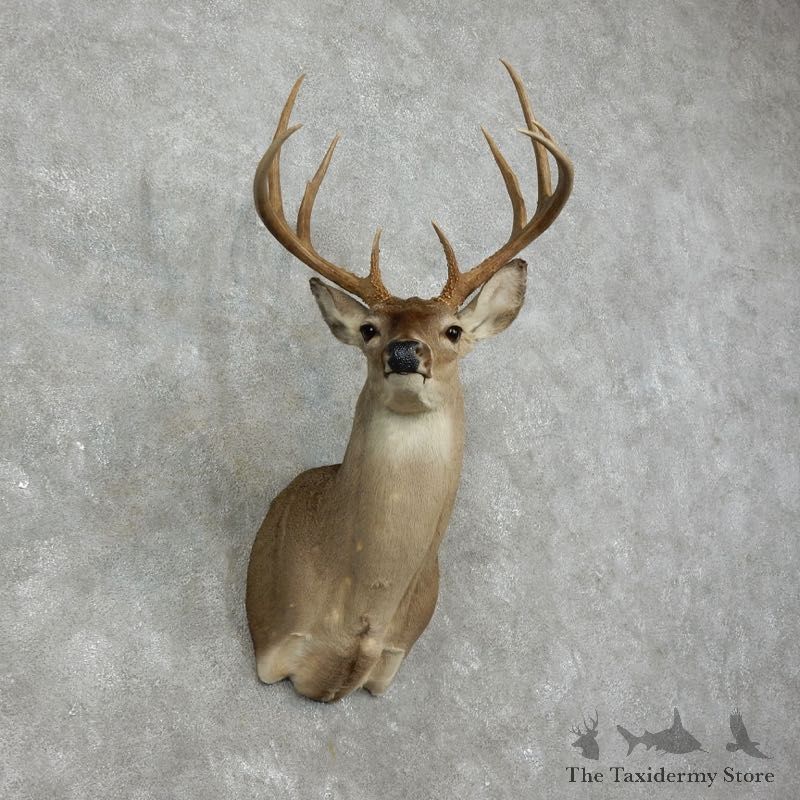 Whitetail Deer Shoulder Mount #17523 For Sale - The Taxidermy Store