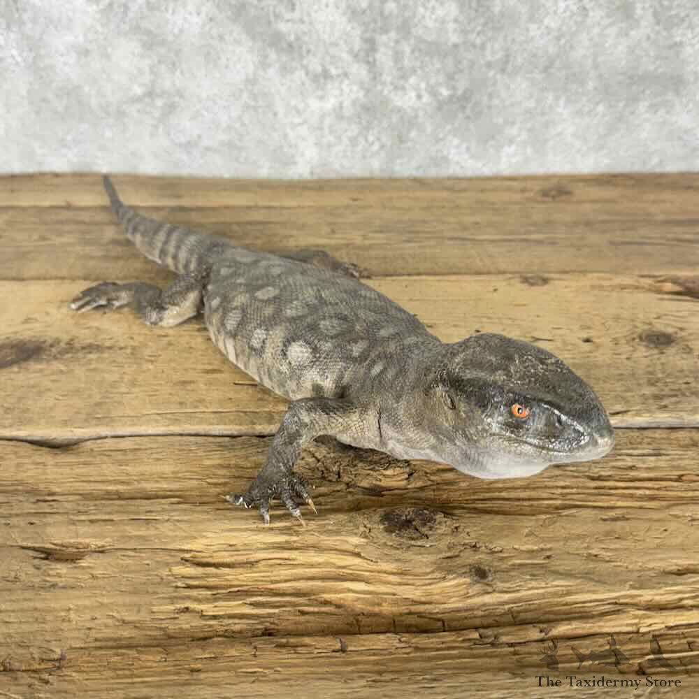Savannah Monitor Lizard Mount For Sale #30841 @ The Taxidermy Store
