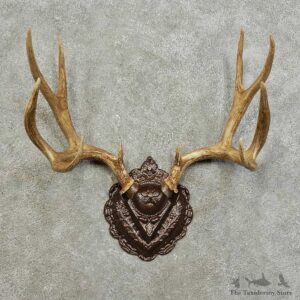 Mule Deer Antler Plaque For Sale #15988 @ The Taxidermy Store