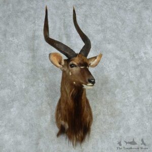 African Nyala Shoulder Mount #13631 For Sale @ The Taxidermy Store