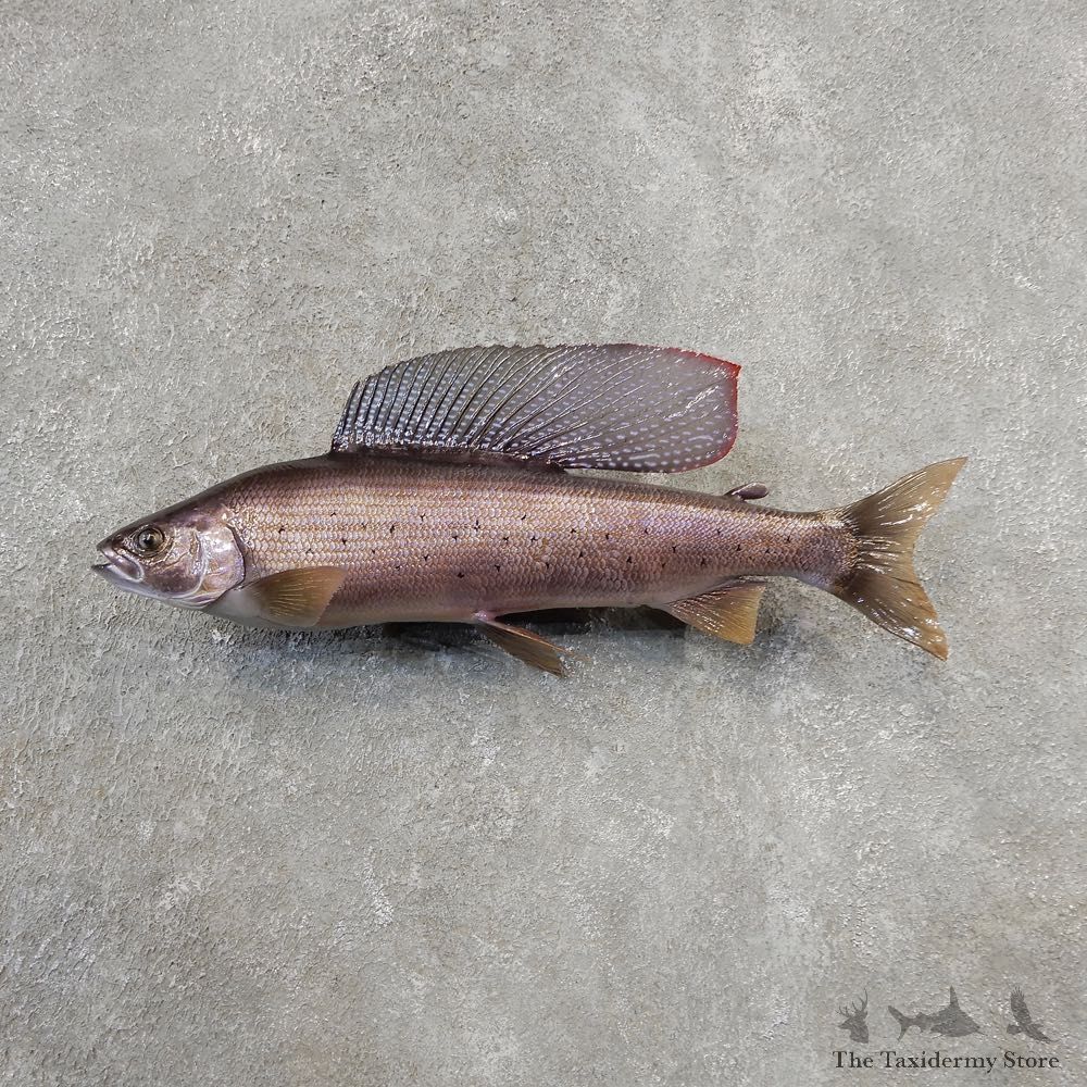 Arctic Grayling Fish Mount For Sale #21102 @ The Taxidermy Store