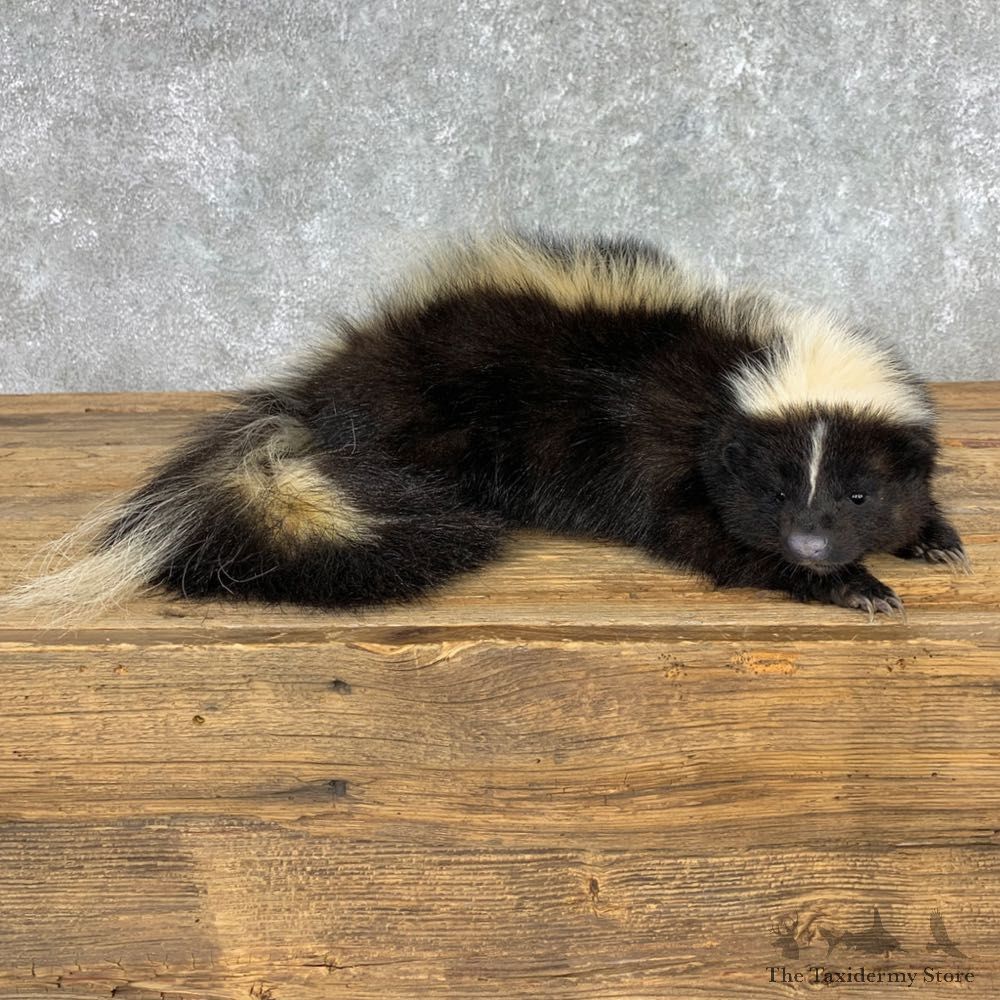 Skunk Life-Size Taxidermy Mount #22151 For Sale @ The Taxidermy Store
