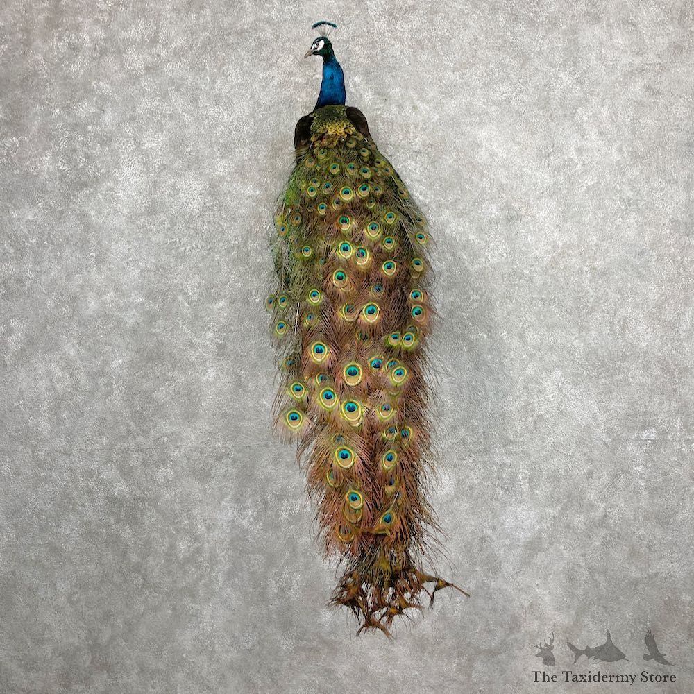Blue Indian Peacock Bird Mount For Sale #27077 @ The Taxidermy Store