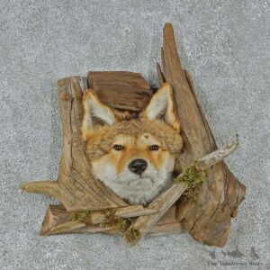 Coyote Head & Wood Taxidermy Mount #12931 For Sale @ The Taxidermy Store