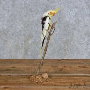 Perched Piebald Cockatiel Mount For Sale #14399 @ The Taxidermy Store