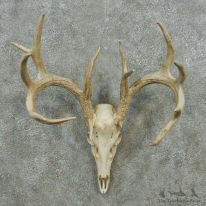 Whitetail Deer Skull Antlers European Mount #13581 For Sale @ The Taxidermy Store