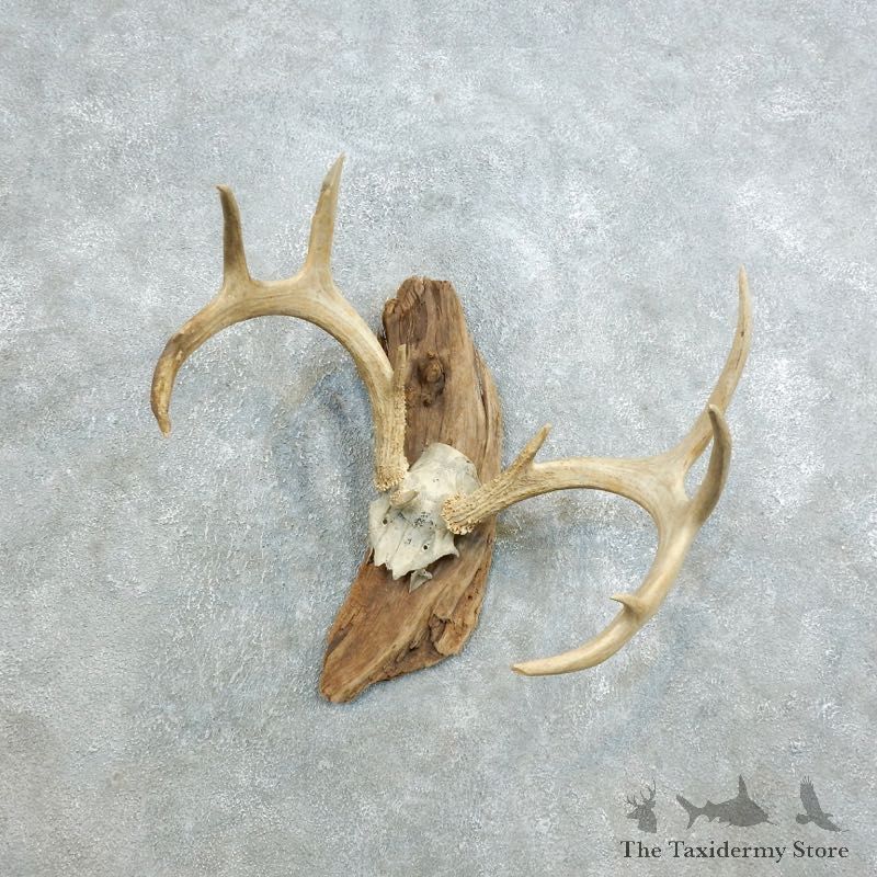 Whitetail Deer Skull European Mount For Sale #18414 @ The Taxidermy Store