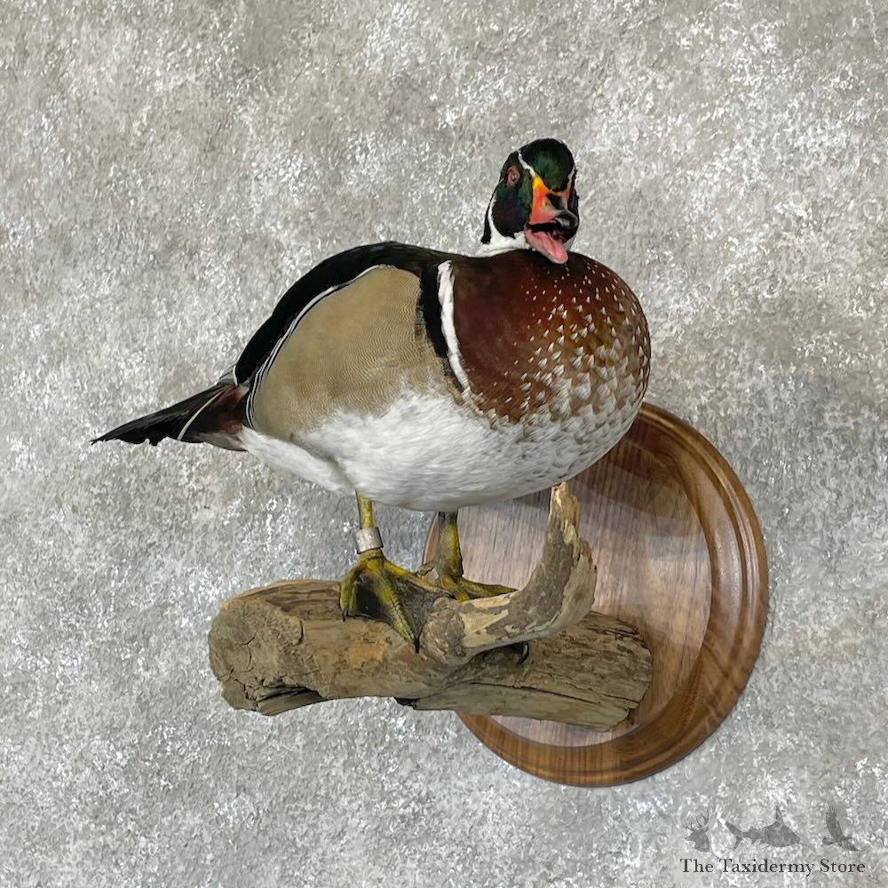 Wood Duck Bird Mount For Sale #28122 @ The Taxidermy Store