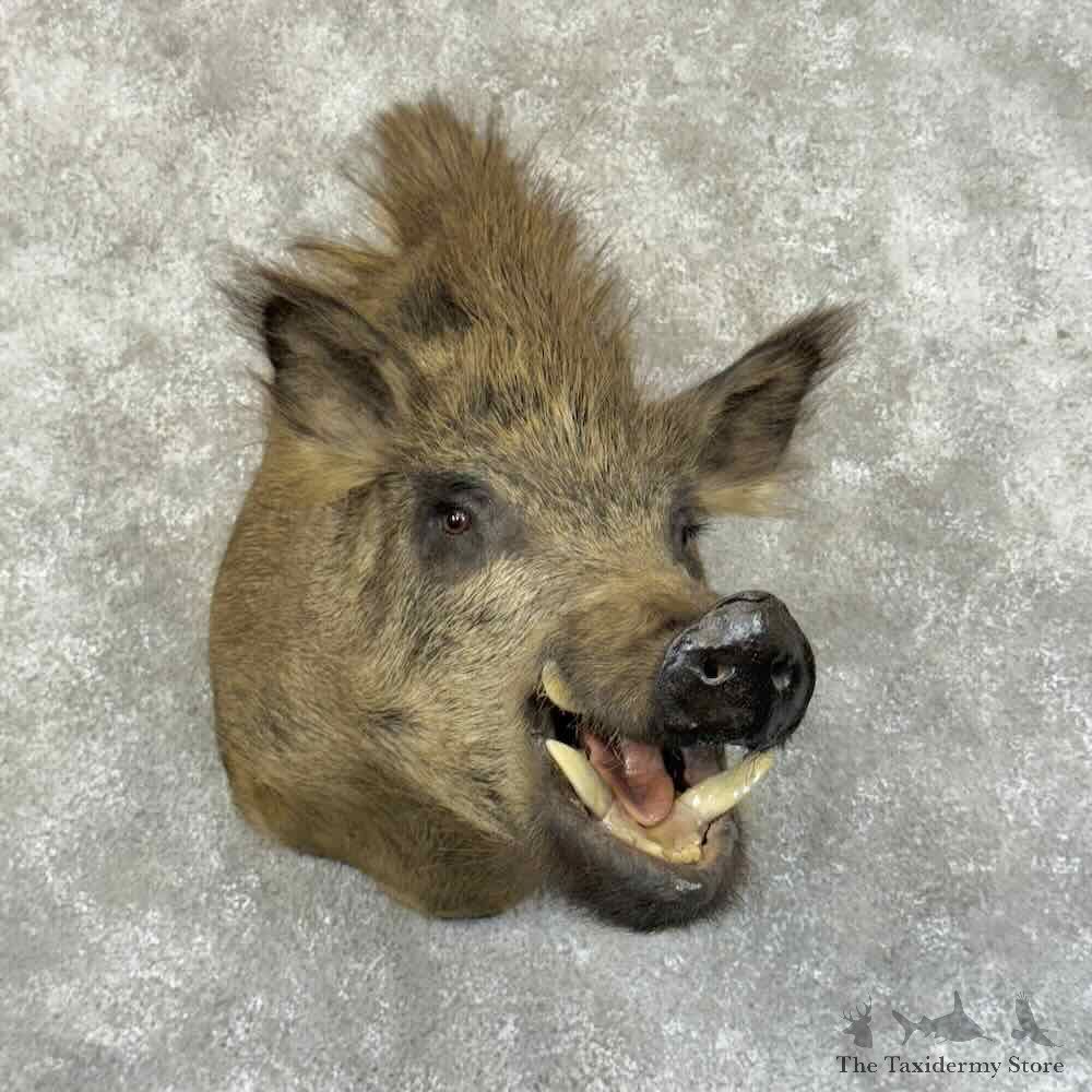 Wild Boar Shoulder Mount For Sale #31218 @ The Taxidermy Store