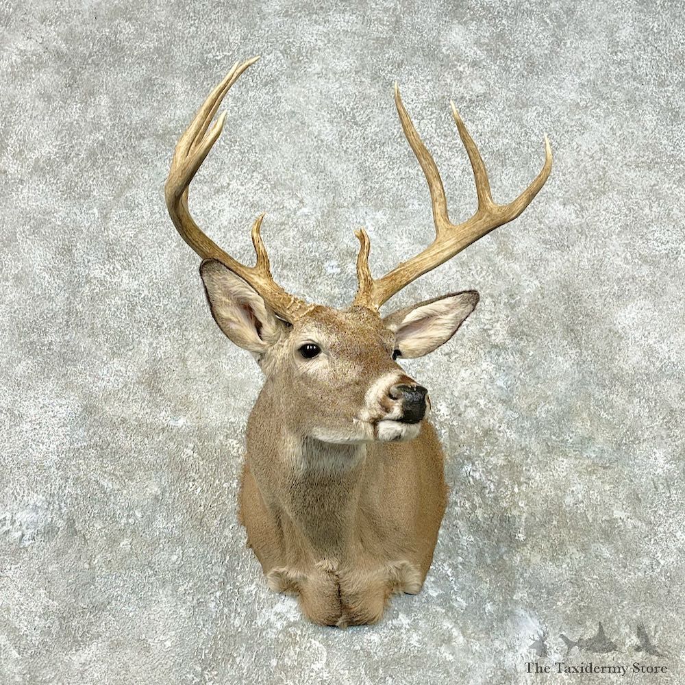 Whitetail Deer Shoulder Mount For Sale #26802 @ The Taxidermy Store