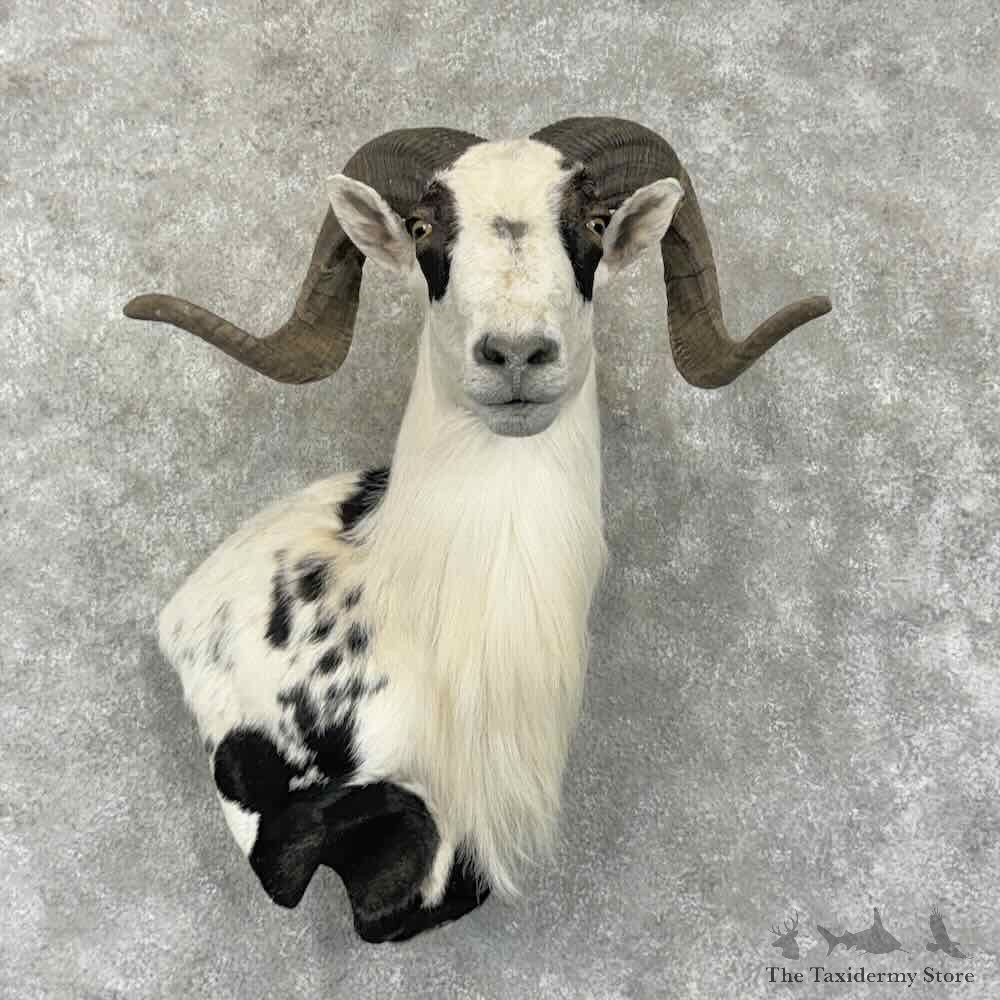 Painted Desert Ram Wall Pedestal Mount For Sale #31638 @ The Taxidermy Store