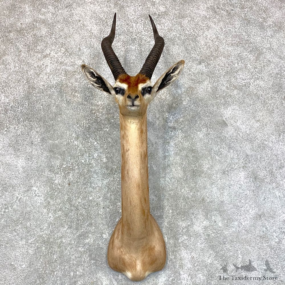 Gerenuk Shoulder Mount For Sale #23568 @ The Taxidermy Store