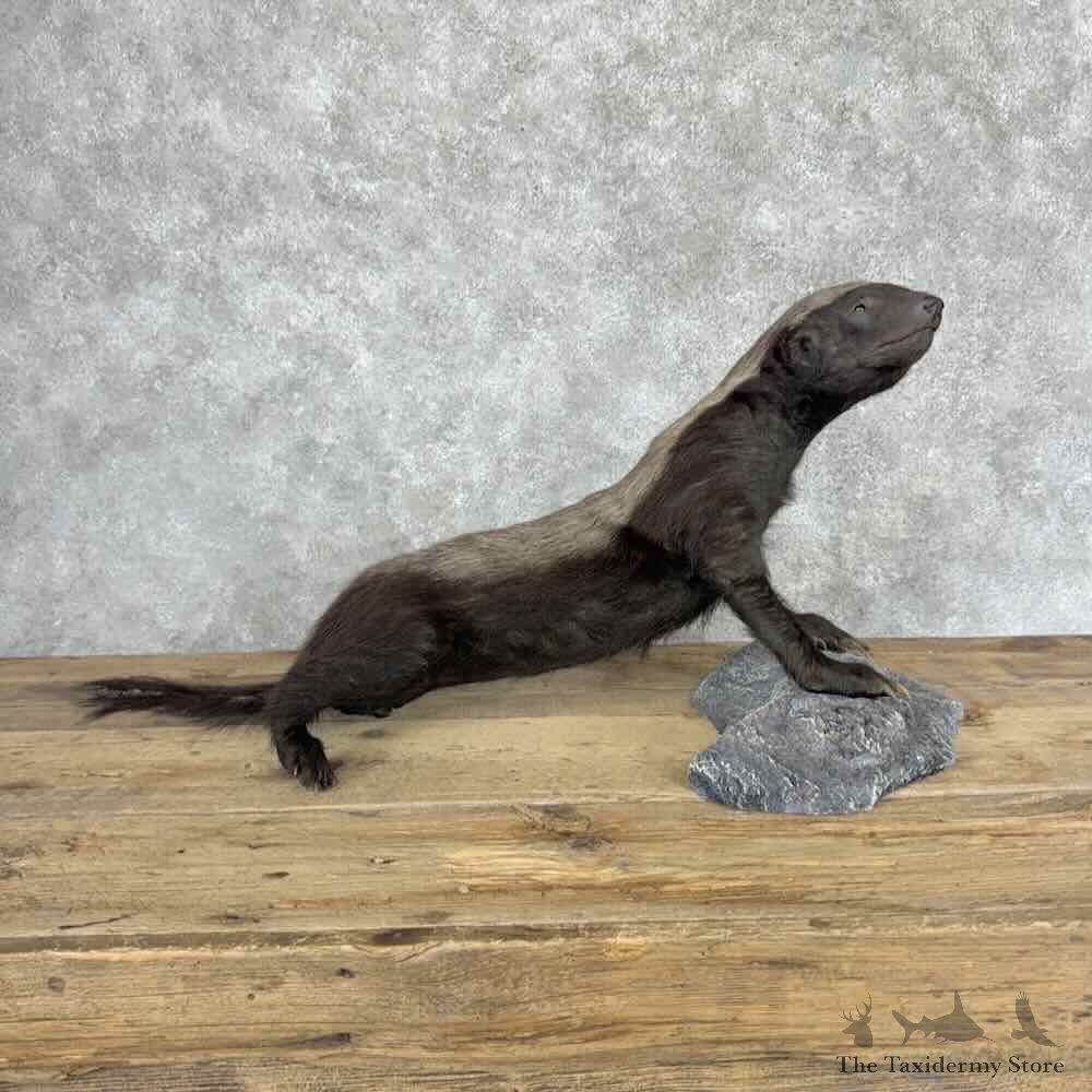 Honey Badger Life-Size Mount For Sale #32047 @ The Taxidermy Store