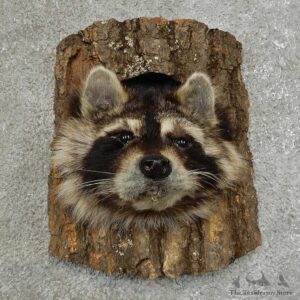 Raccoon Head Novelty Mount For Sale #16863 @ The Taxidermy Store