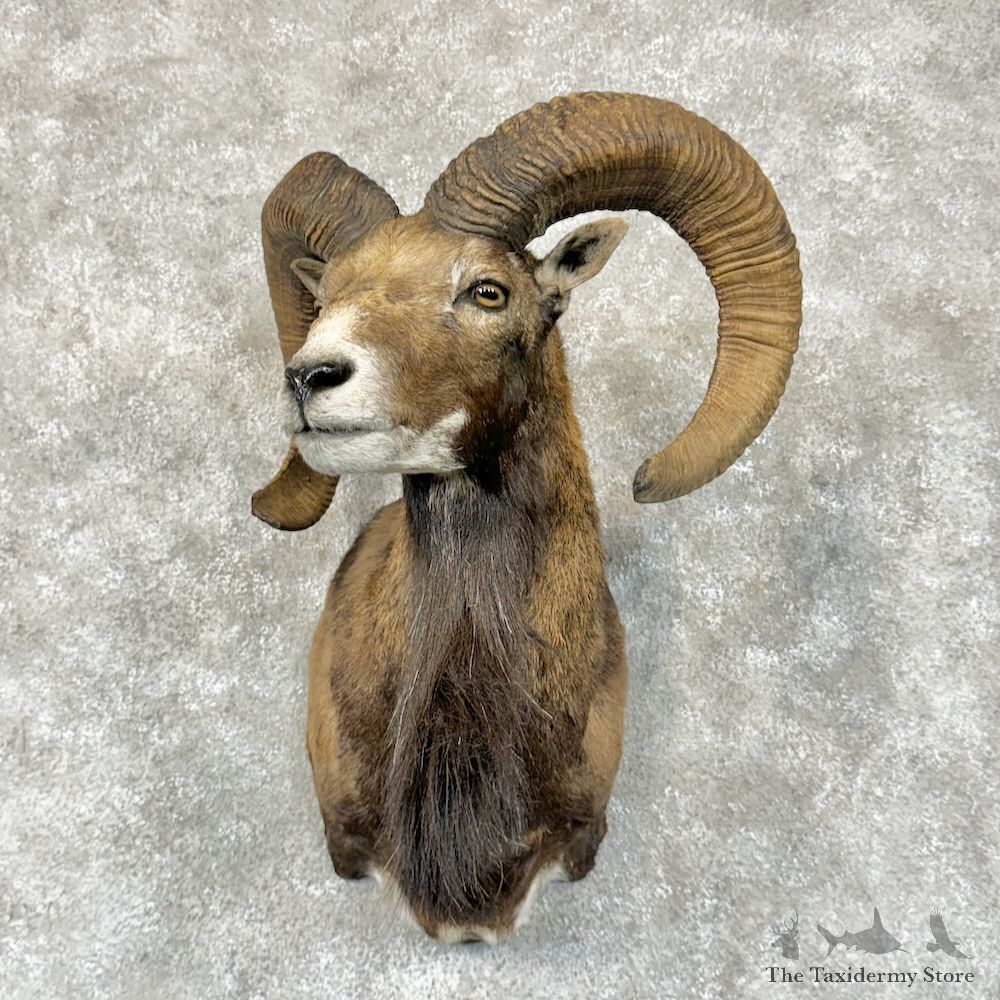 Mouflon Ram Shoulder Mount For Sale #29571 @ The Taxidermy Store
