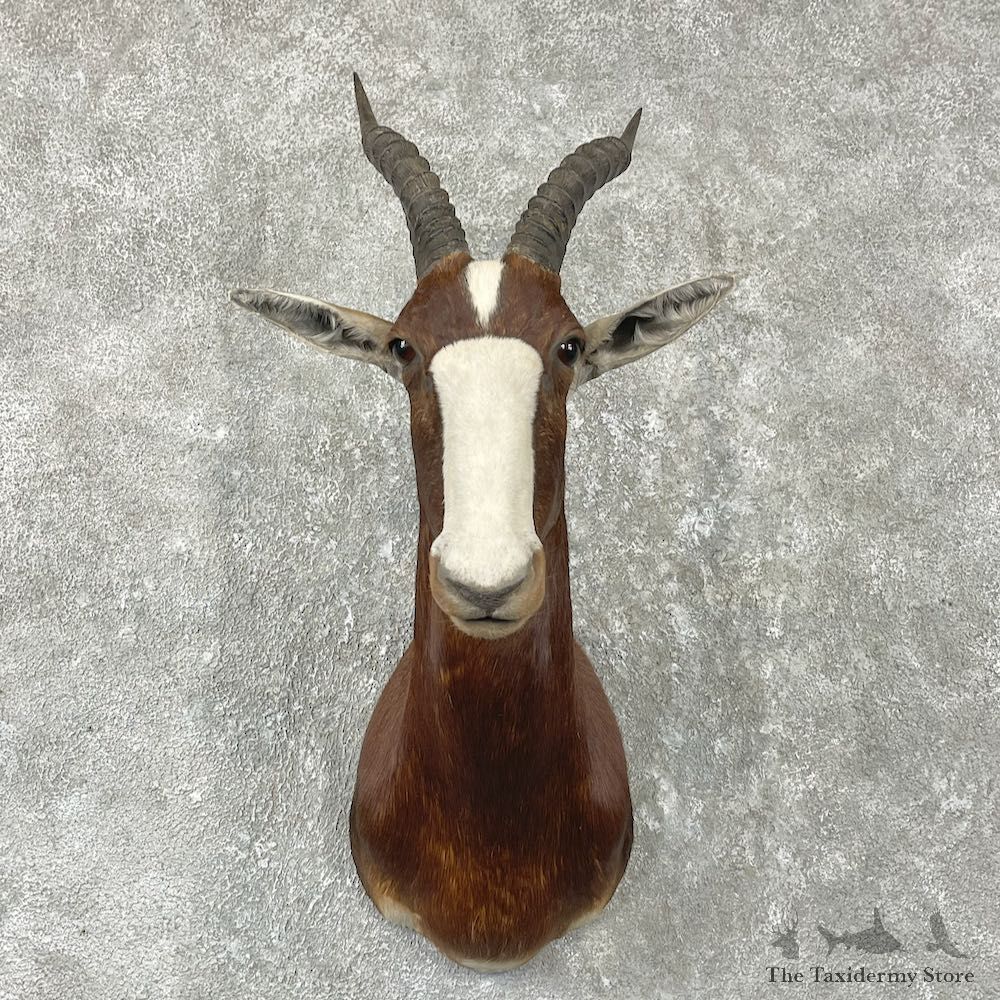 African Blesbok Shoulder Mount For Sale #26053 @ The Taxidermy Store