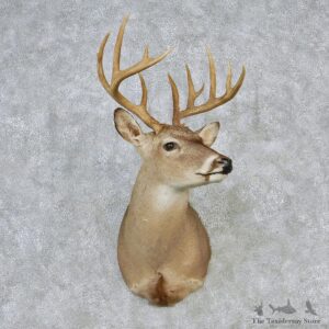 Whitetail Deer Shoulder Taxidermy Head Mount #12633 For Sale @ The Taxidermy Store