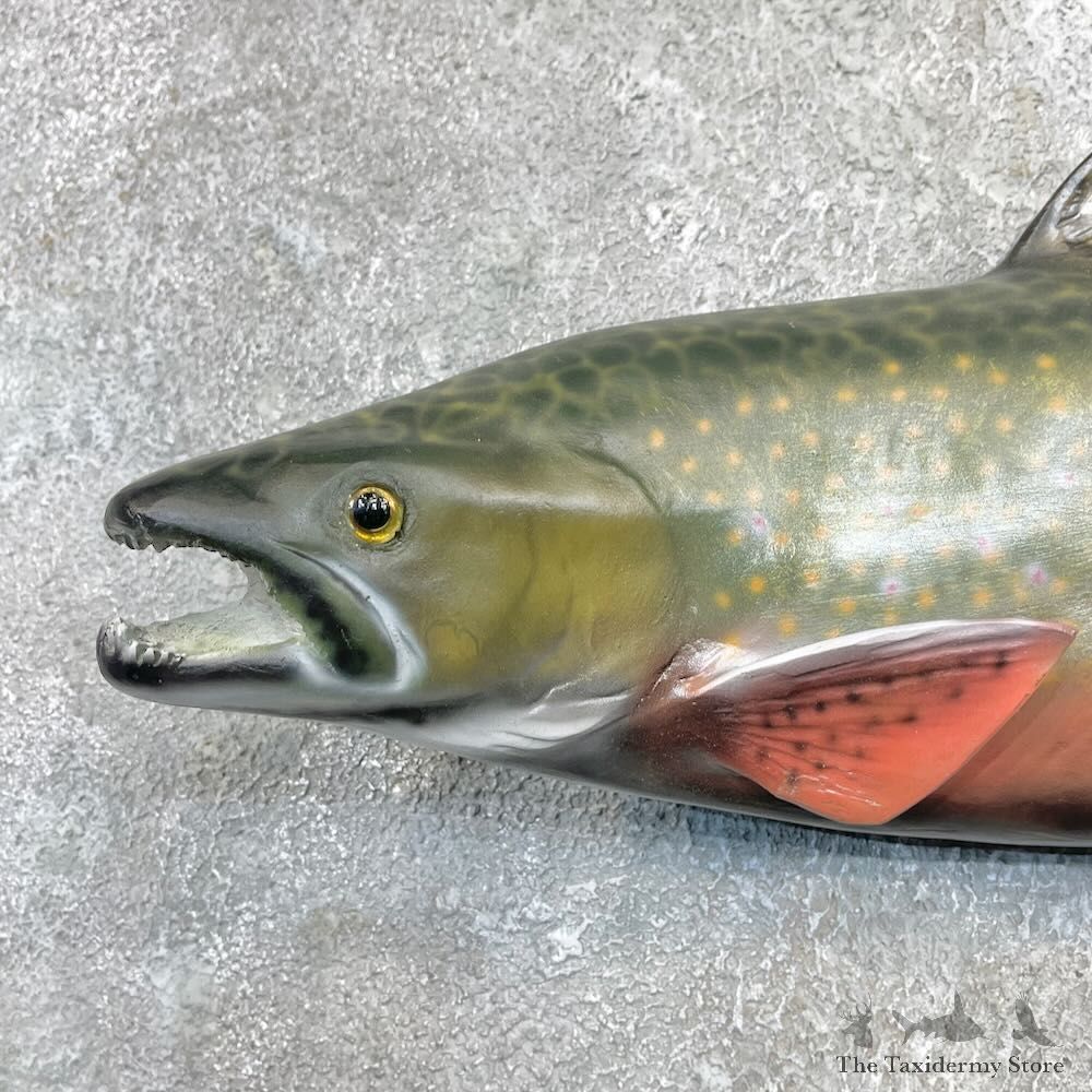 Brook Trout Fish Mount For Sale #27248 @ The Taxidermy Store