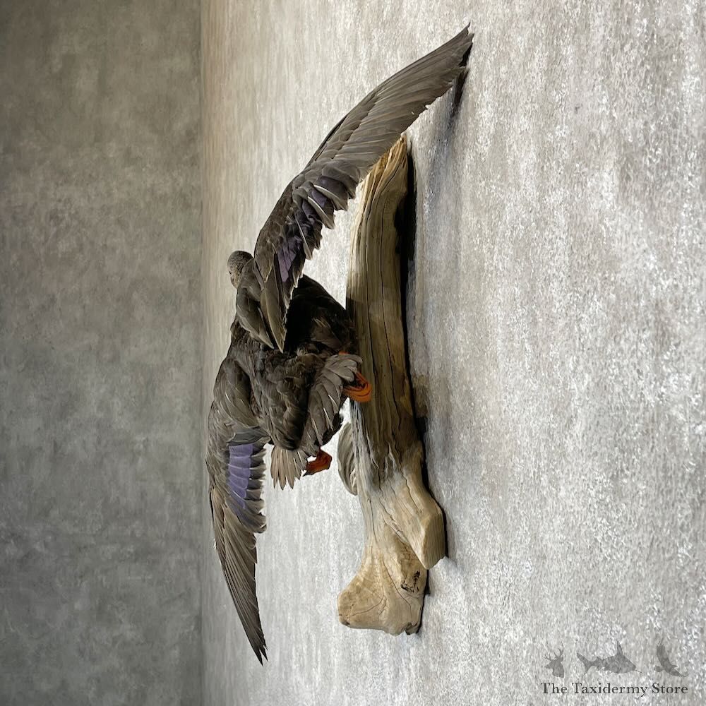 Black Duck Drake Bird Mount For Sale #28202 @ The Taxidermy Store