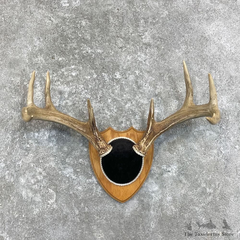 Whitetail Deer Antler Plaque Mount For Sale #27926 @ The Taxidermy Store