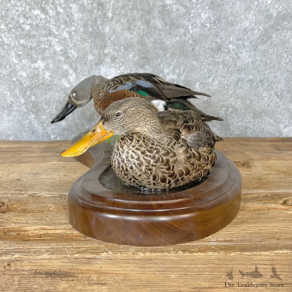 Argentine Red Shoveler Taxidermy Duck Mount For Sale #26648 @The Taxidermy Store