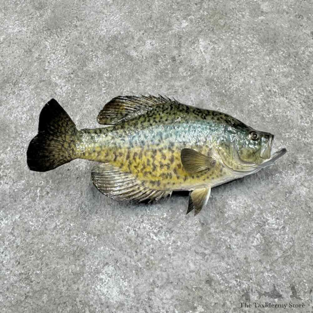 Black Crappie Fish Mount For Sale #31717 @ The Taxidermy Store