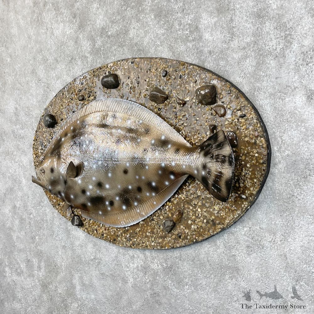 Reproduction Pacific Flounder Fish Mount For Sale #28694 @ The Taxidermy Store