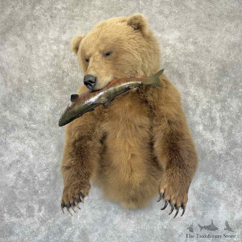 Brown Bear Half Life-Size Mount For Sale #31901 @ The Taxidermy Store