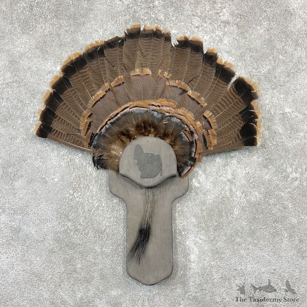 Eastern Wild Turkey Fan For Sale #26160 @ The Taxidermy Store
