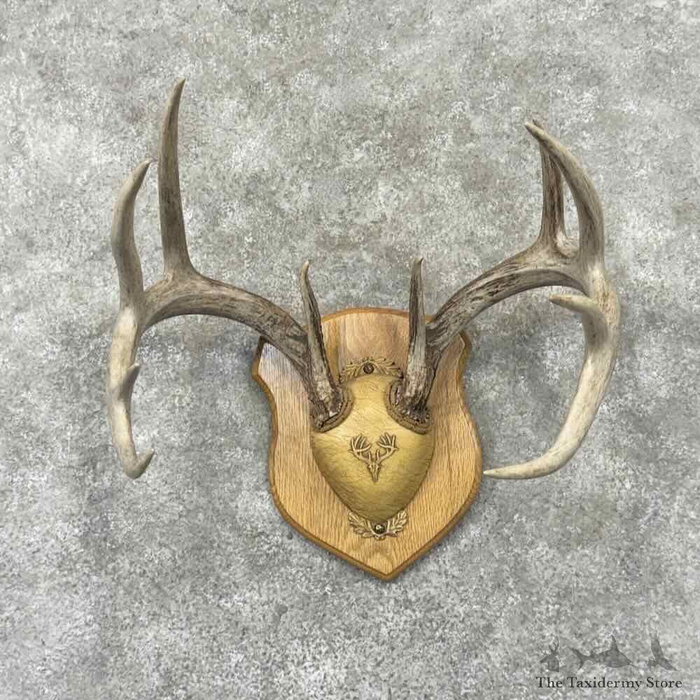 Whitetail Deer Antler Plaque Mount For Sale #32171 @ The Taxidermy Store