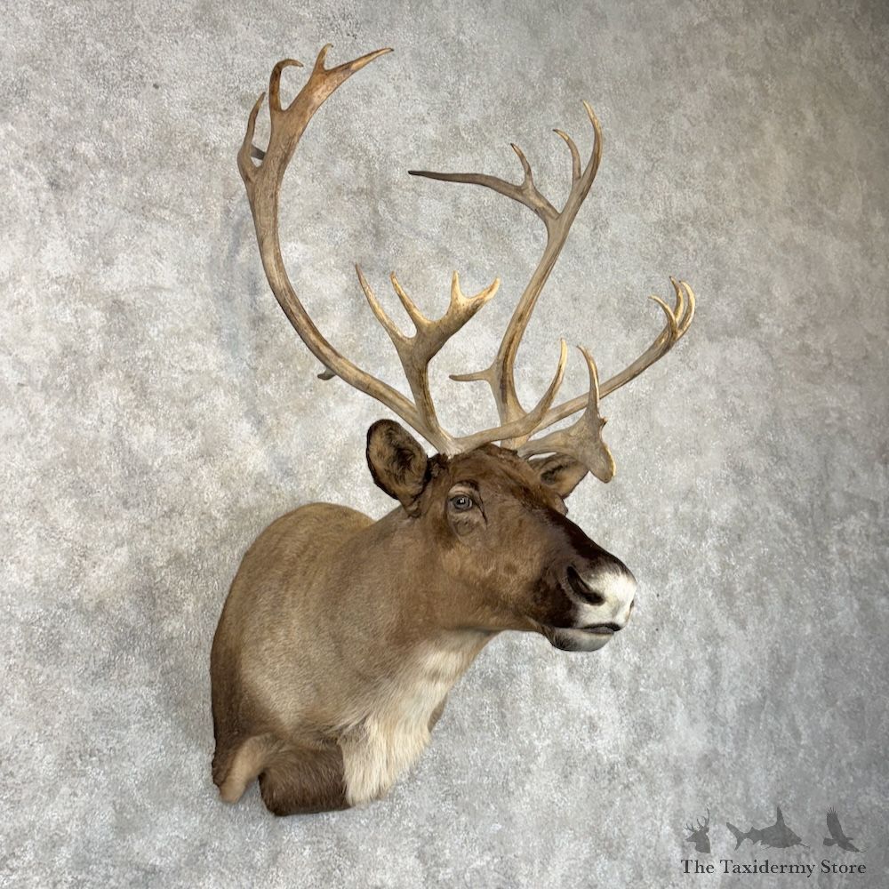 Barren Ground Caribou Shoulder Mount For Sale #29959 @ The Taxidermy Store