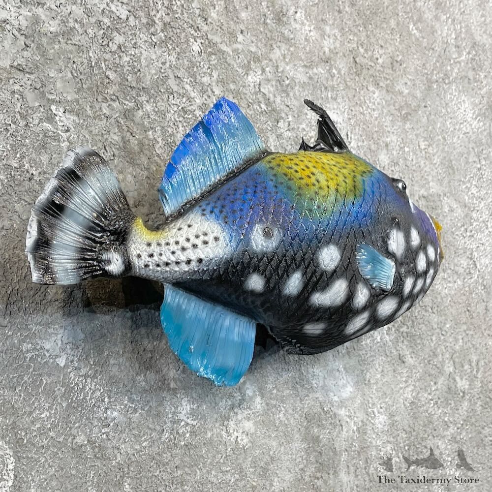 Clown Triggerfish Taxidermy Mount For Sale #27814 @ The Taxidermy Store