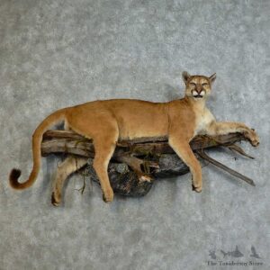 Mountain Lion Life-Size Mount For Sale #16139 @ The Taxidermy Store