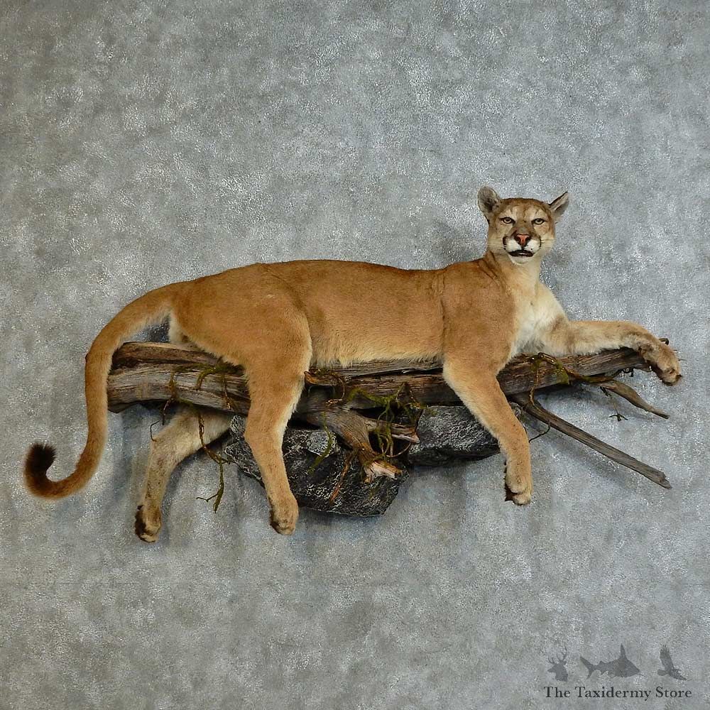 Mountain Lion Life-Size Mount For Sale #16139 @ The Taxidermy Store