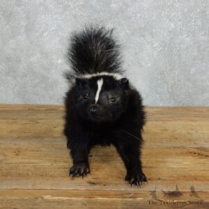 Life-Size Skunk Taxidermy Mount #18264 For Sale @ The Taxidermy Store