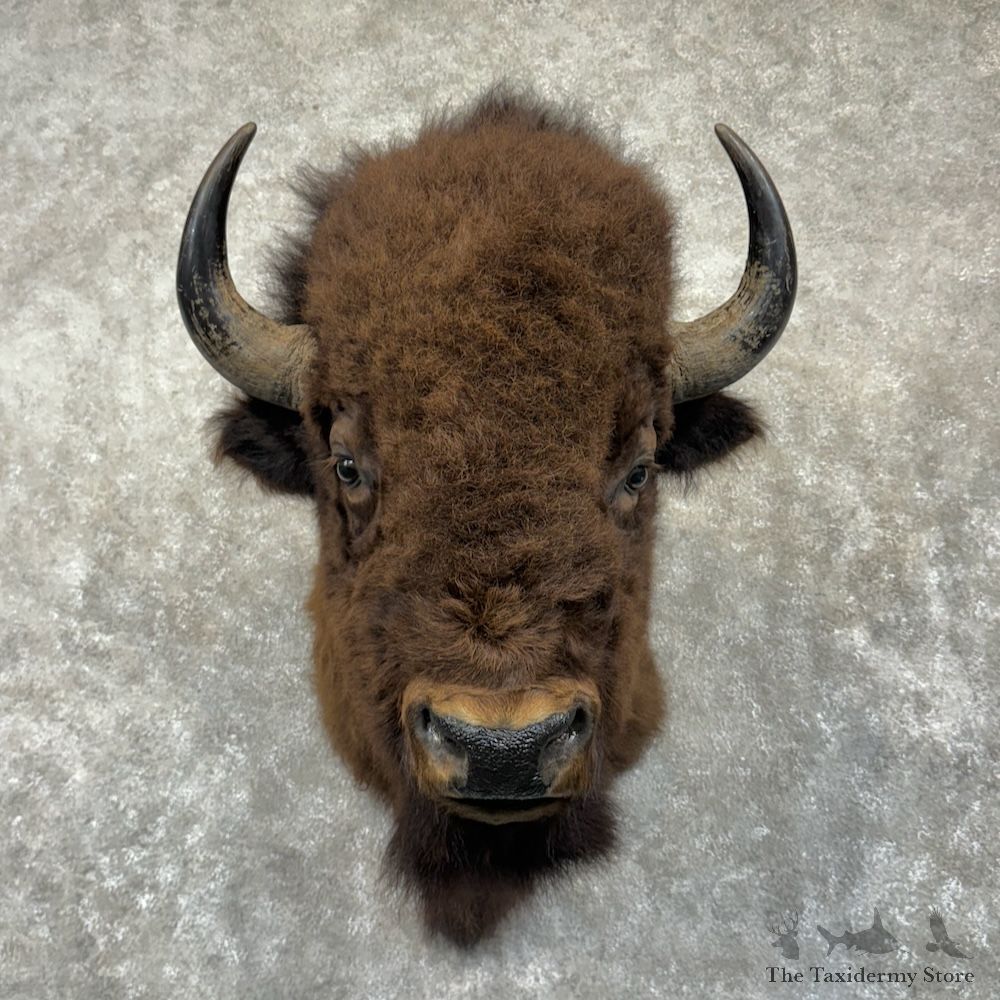American Bison Shoulder Mount For Sale #29843 @ The Taxidermy Store