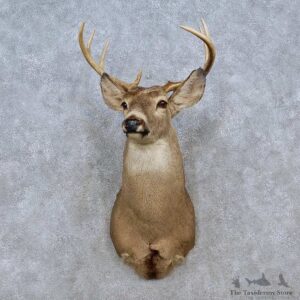 Whitetail Deer Shoulder Mount For Sale #15247 @ The Taxidermy Store