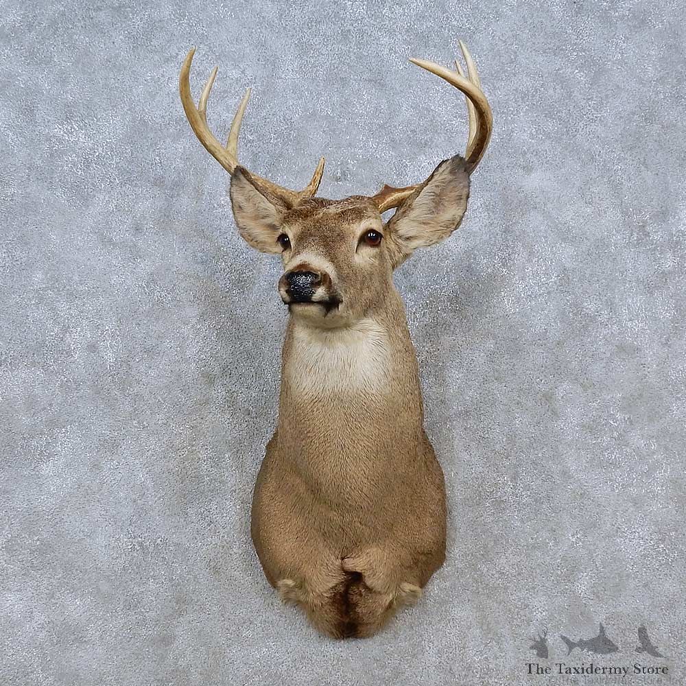 Whitetail Deer Shoulder Mount For Sale #15247 @ The Taxidermy Store