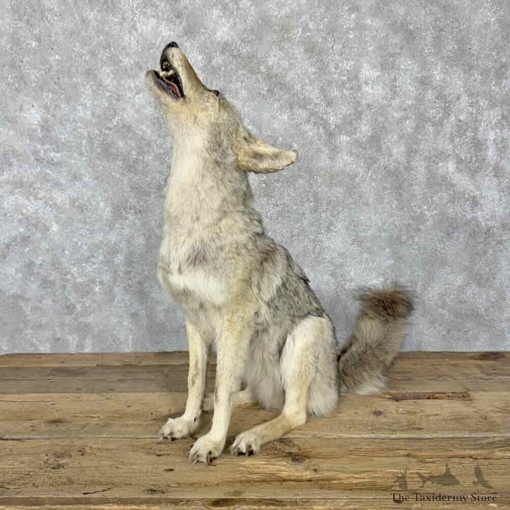 Coyote Life-Size Mount For Sale #30802 @ The Taxidermy Store
