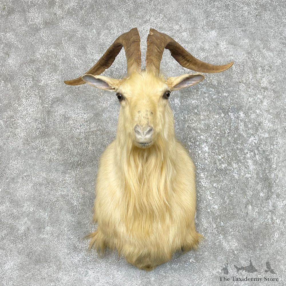Catalina Goat Shoulder Mount For Sale #25500 - The Taxidermy Store
